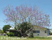 Jacaranda mimosifolia, Jacaranda acutefolia, Jacaranda