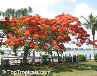 Delonix regia, Poinciana regia, Flame tree, Flamboyant, Royal poinciana, Gul Mohr, Peacock Flower