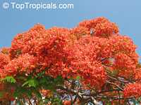 Delonix regia, Poinciana regia, Flame tree, Flamboyant, Royal poinciana, Gul Mohr, Peacock Flower