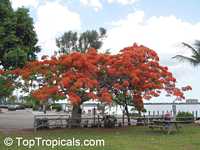 Delonix regia, Poinciana regia, Flame tree, Flamboyant, Royal poinciana, Gul Mohr, Peacock Flower