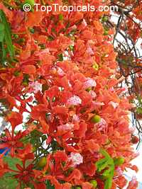Delonix regia, Poinciana regia, Flame tree, Flamboyant, Royal poinciana, Gul Mohr, Peacock Flower