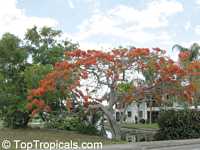 Delonix regia, Poinciana regia, Flame tree, Flamboyant, Royal poinciana, Gul Mohr, Peacock Flower