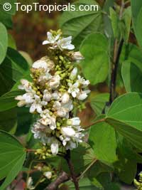 Bauhinia saccocalyx, Thai Orchid Tree
