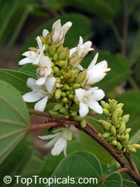 Bauhinia saccocalyx, Thai Orchid Tree