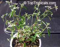 Euphorbia hypericifolia Inneuphdia, Diamond Frost 