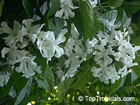 Faradaya splendida, Glory Vine