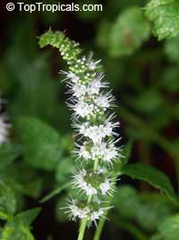 Mentha sp., Mint Mentha sp., Mint