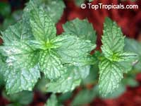 Mentha sp., Mint Mentha sp., Mint