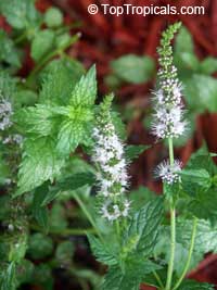 Mentha sp., Mint Mentha sp., Mint