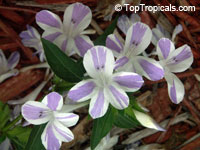 Barleria cristata Lavender Lace, Striped Philippine violet, Crested philippine violet