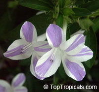 Barleria cristata Lavender Lace, Striped Philippine violet, Crested philippine violet