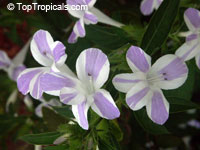 Barleria cristata Lavender Lace, Striped Philippine violet, Crested philippine violet