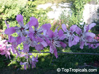 Chorisia speciosa, Ceiba speciosa, Silk Floss Tree, Bombax