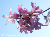 Chorisia speciosa, Ceiba speciosa, Silk Floss Tree, Bombax