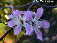 Chorisia speciosa, Ceiba speciosa, Silk Floss Tree, Bombax