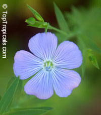 Linum usitatissimum, Flax, Linseed