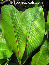 Ensete ventricosum, Musa arnoldiana, Musa ensete Maurelii, Red banana, Abyssinian banana, Ethiopian banana