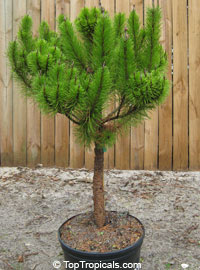 Pinus clausa, Dwarf Sand Pine, Sams Hoola Sand Pine