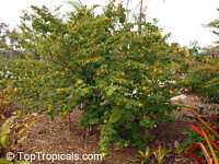 Abutilon chiappardi, Abutilon chittendenii, Abutilon chitenendii, Bakeridesia integerrima, Sida integerrima, Velvetleaf, Canary Tree, Indian Mallow