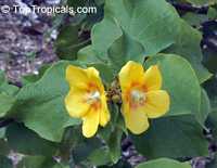 Abutilon chiappardi, Abutilon chittendenii, Abutilon chitenendii, Bakeridesia integerrima, Sida integerrima, Velvetleaf, Canary Tree, Indian Mallow