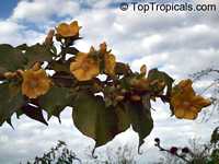 Abutilon chiappardi, Abutilon chittendenii, Abutilon chitenendii, Bakeridesia integerrima, Sida integerrima, Velvetleaf, Canary Tree, Indian Mallow