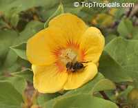 Abutilon chiappardi, Abutilon chittendenii, Abutilon chitenendii, Bakeridesia integerrima, Sida integerrima, Velvetleaf, Canary Tree, Indian Mallow