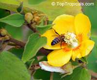 Abutilon chiappardi, Abutilon chittendenii, Abutilon chitenendii, Bakeridesia integerrima, Sida integerrima, Velvetleaf, Canary Tree, Indian Mallow