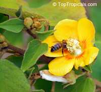 Abutilon chiappardi, Abutilon chittendenii, Abutilon chitenendii, Bakeridesia integerrima, Sida integerrima, Velvetleaf, Canary Tree, Indian Mallow