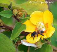Abutilon chiappardi, Abutilon chittendenii, Abutilon chitenendii, Bakeridesia integerrima, Sida integerrima, Velvetleaf, Canary Tree, Indian Mallow