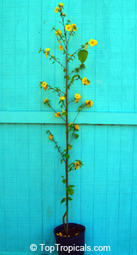 Abutilon chiappardi, Abutilon chittendenii, Abutilon chitenendii, Bakeridesia integerrima, Sida integerrima, Velvetleaf, Canary Tree, Indian Mallow