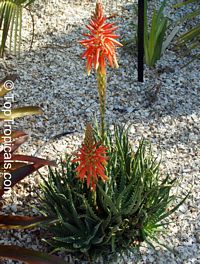 Aloe sp., Aloe