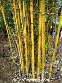 Bambusa sp., Common bamboo