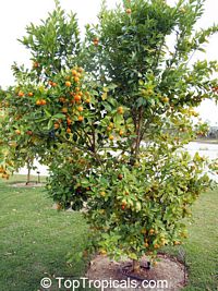 Citrofortunella sp., Calamondin