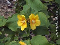 Abutilon chiappardi, Abutilon chittendenii, Abutilon chitenendii, Bakeridesia integerrima, Sida integerrima, Velvetleaf, Canary Tree, Indian Mallow