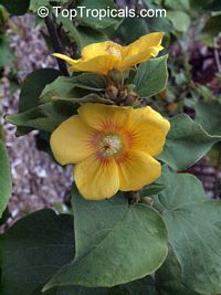 Abutilon chiappardi, Abutilon chittendenii, Abutilon chitenendii, Bakeridesia integerrima, Sida integerrima, Velvetleaf, Canary Tree, Indian Mallow