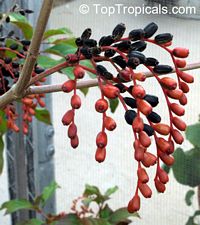 Hamelia patens, Fire Bush, Firecracker Plant