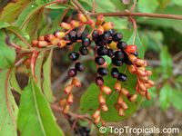 Hamelia patens, Fire Bush, Firecracker Plant