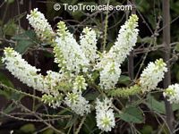 Aloysia gratissima, Lippia lycioides, Aloysia lycioides, Aloysia virgata, Almond Bush, Whitebrush, Beebrush