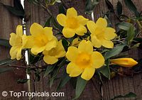 Gelsemium sempervirens, Yellow Jessamine, Carolina Jasmine, Yellow jessamine, Trumpet Flower