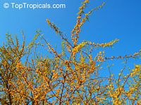Acacia farnesiana, Mimosa farnesiana, Yellow Mimosa, Sweet Wattle