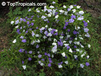 Brunfelsia australis - Morning, Noon and Night

Click to see full-size image