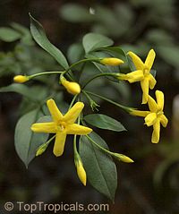 Jasminum odoratissimum, Jasminum floridum, Jasminum fruticans, Showy Jasmine, Florida Jasmine, Yellow Jasmine, Fruity Jasmine