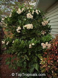 Radermachera Kunming, Dwarf Tree Jasmine, Peep Thong