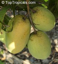 Mangifera indica - Dusari Mango (Dasheri), Grafted

Click to see full-size image