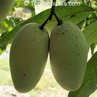 Mangifera indica - Cac Mango, Large size, Grafted

Click to see full-size image