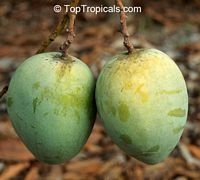 Mangifera indica - Diamond Mango, Grafted

Click to see full-size image