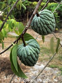 Annona squamosa var. Thai-Lessard, Green Sugar Apple

Click to see full-size image