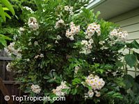 Radermachera Kunming, Dwarf Tree Jasmine, Peep Thong