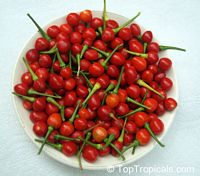 Capsicum frutescens - Wiri Wiri Pepper

Click to see full-size image