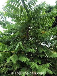 Cananga odorata, Unona odoratissima, Ylang Ylang, Perfume Tree, Chanel #5 Tree, Ilang-ilang, Maramar